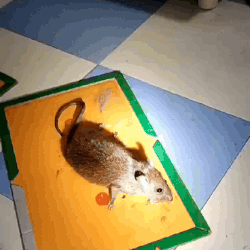 (Pack of 10) Sticky Glue Mouse Trap Book Essential Rat Catcher For Home and Dorm Cleaning